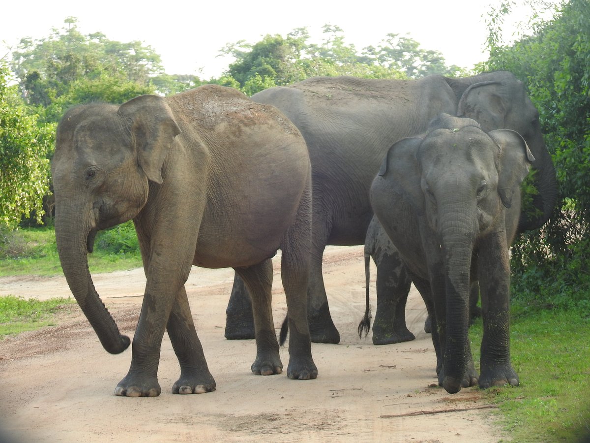 얄라 국립공원 (Yala National Park)