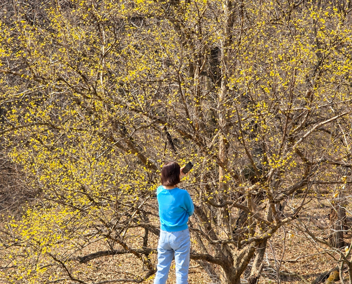 이천백사 산수유1