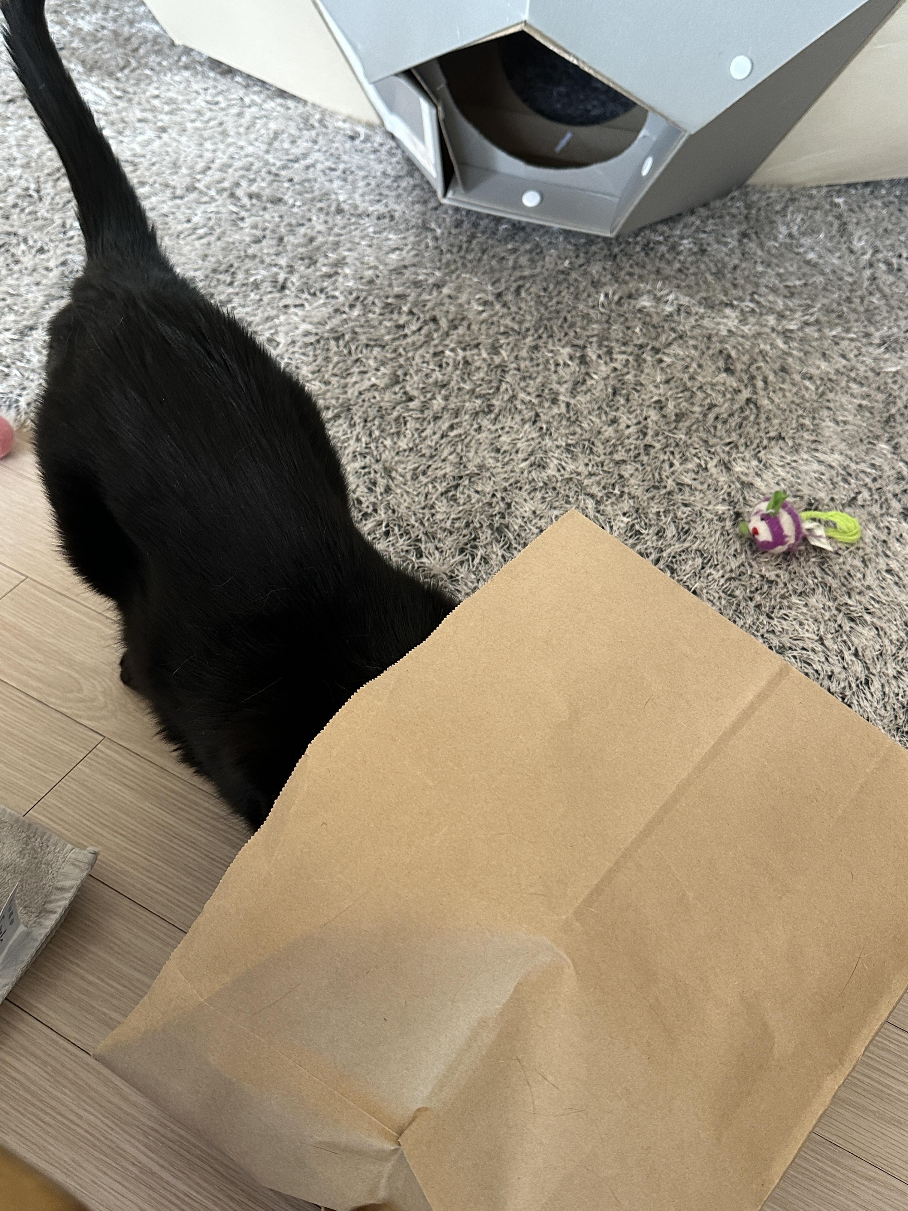 종이봉투 하나로도 즐거운 냥냥이들 (feat.손잡이는 잘라버리고 주기)