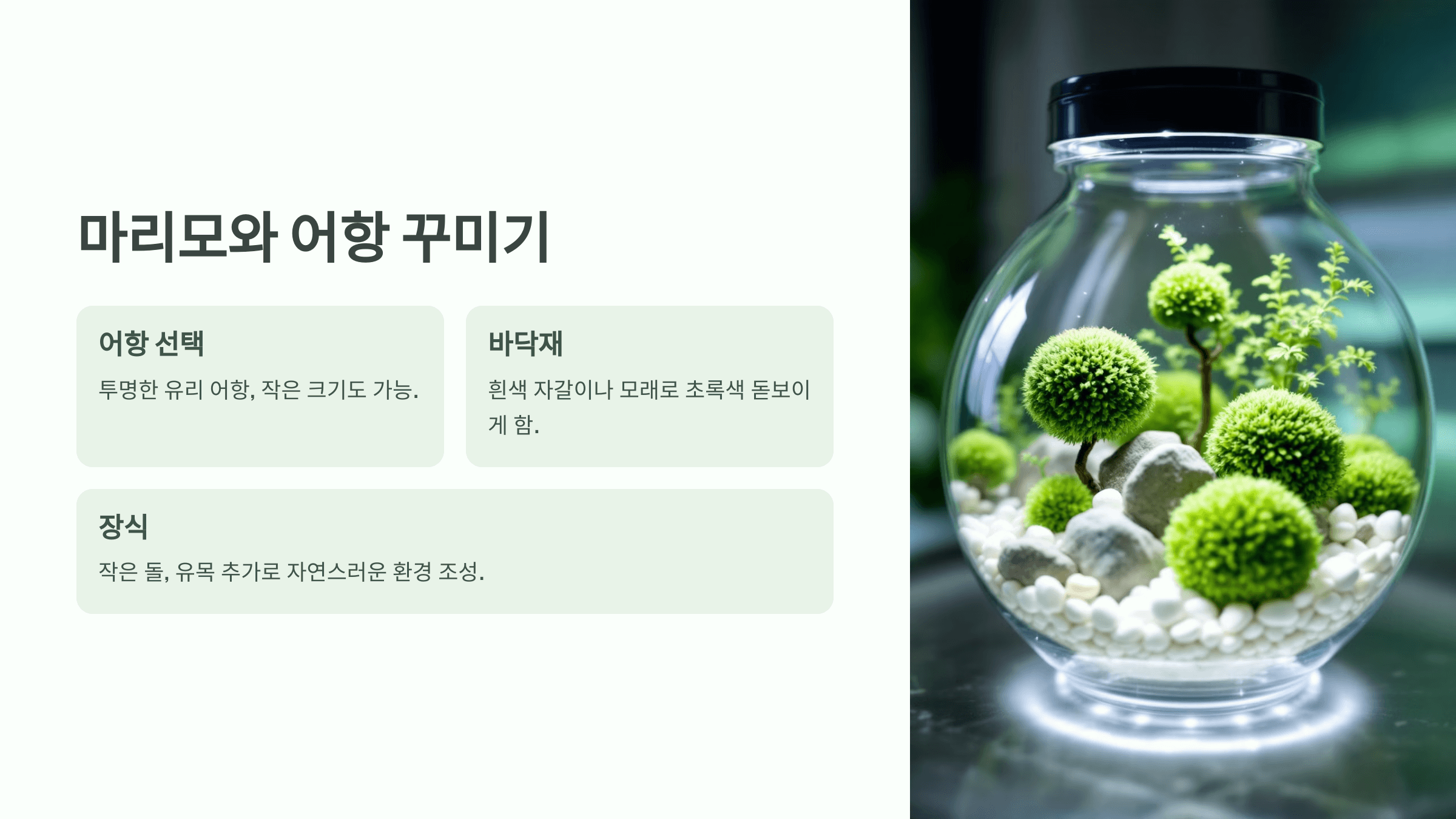 마리모 사진입니다.