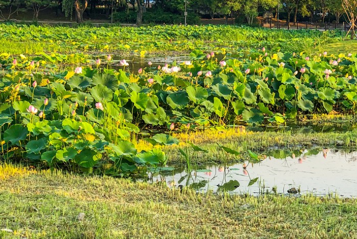 전주 덕진공원 연못+꽃산책