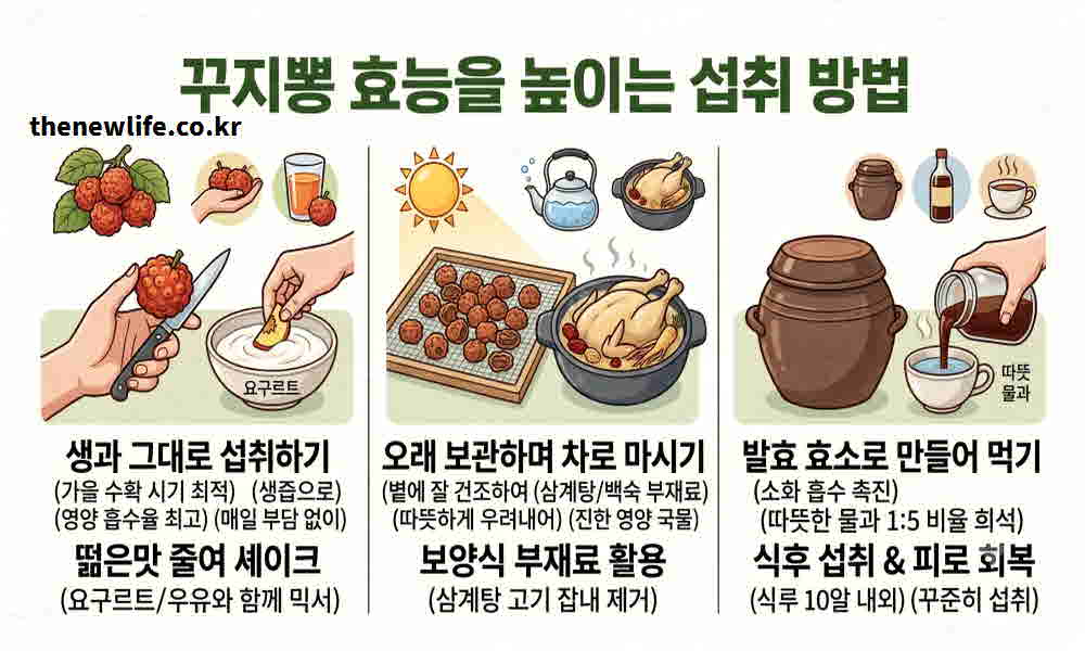 꾸지뽕 열매 효능 높이는 먹는 방법