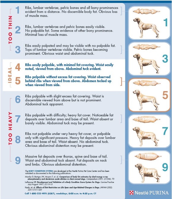 강아지 체중 비만표
