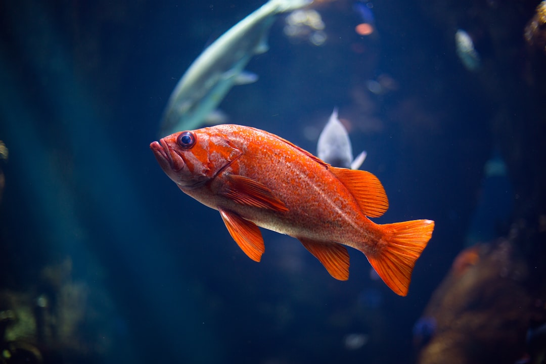 Battered fish