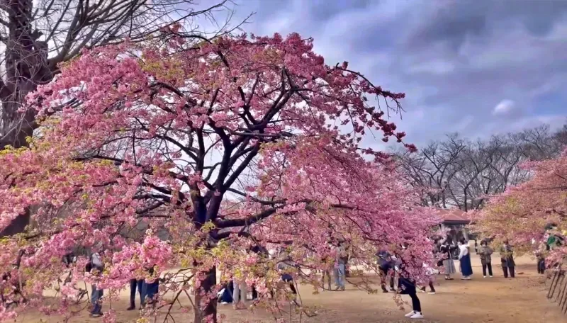 요요기공원 벚꽃
