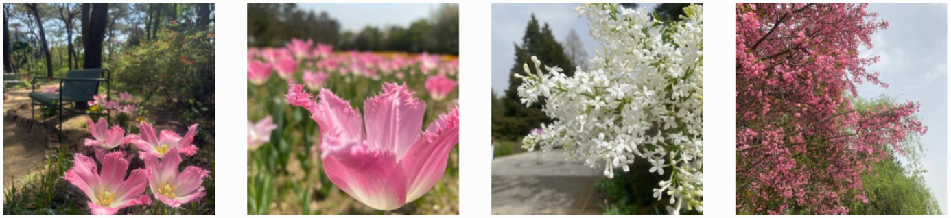 [서울 근교 여행지] 경기도 파주❘벽초지수목원❘드라마 촬영지(빈센조, 구미호뎐, 고백부부, 나의 해방일지)