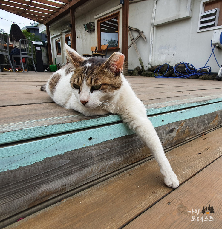 제주 고로 고양이