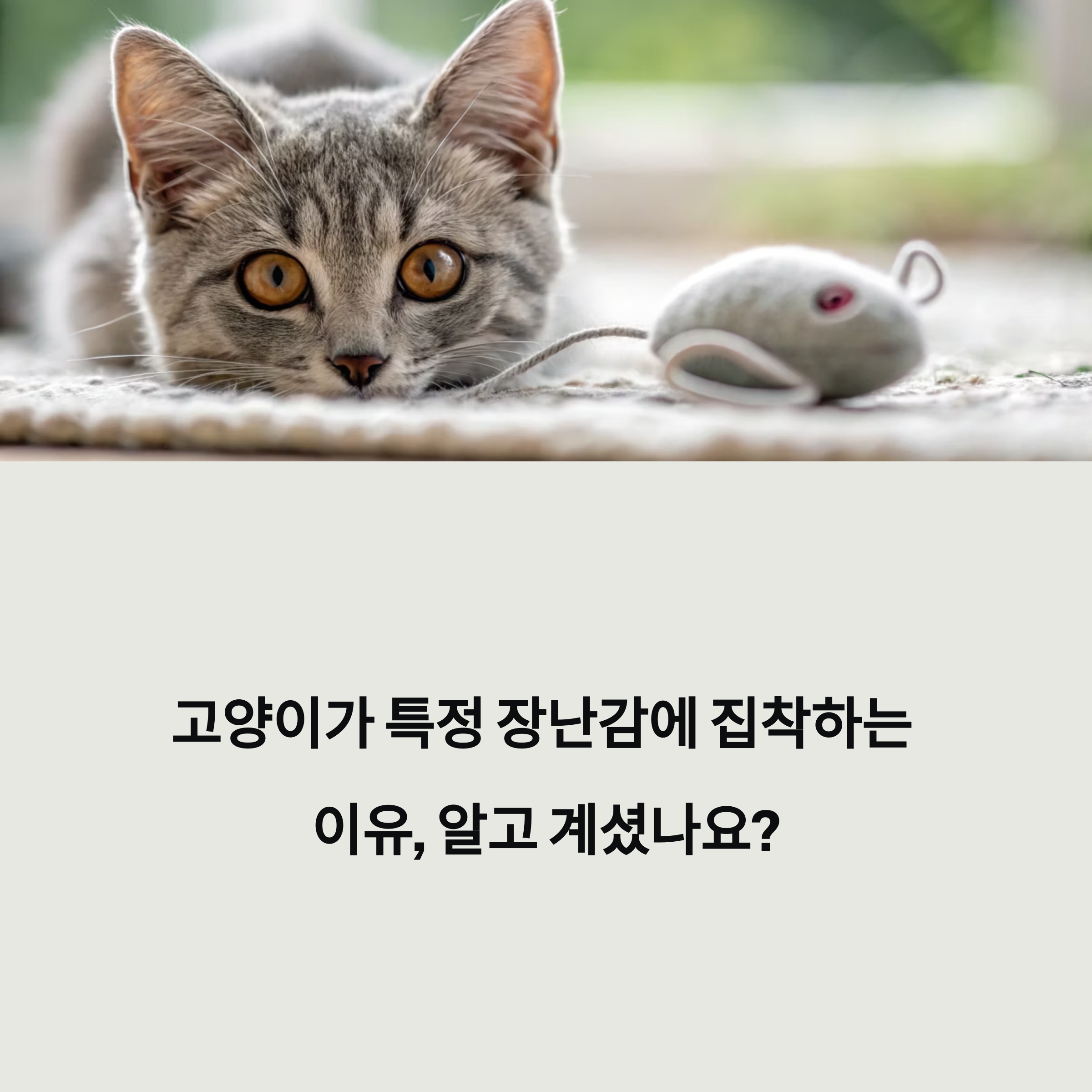고양이가 특정 장난감에만 집착하는 이유, 사냥 본능과 교체 주기 꿀팁