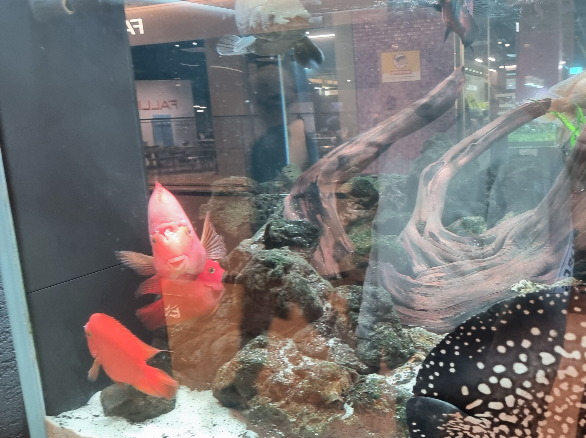 아쿠아가든카페 물고기1