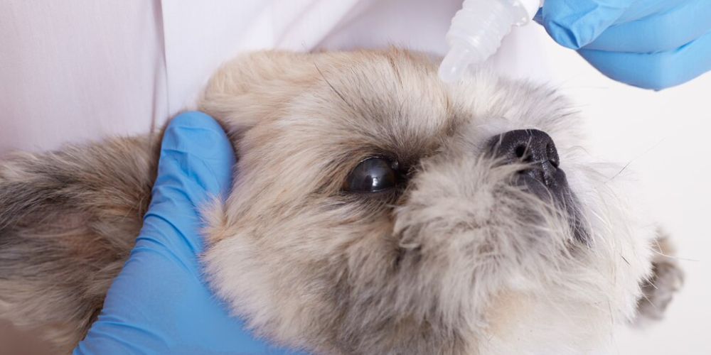 강아지 눈 충혈 원인 2