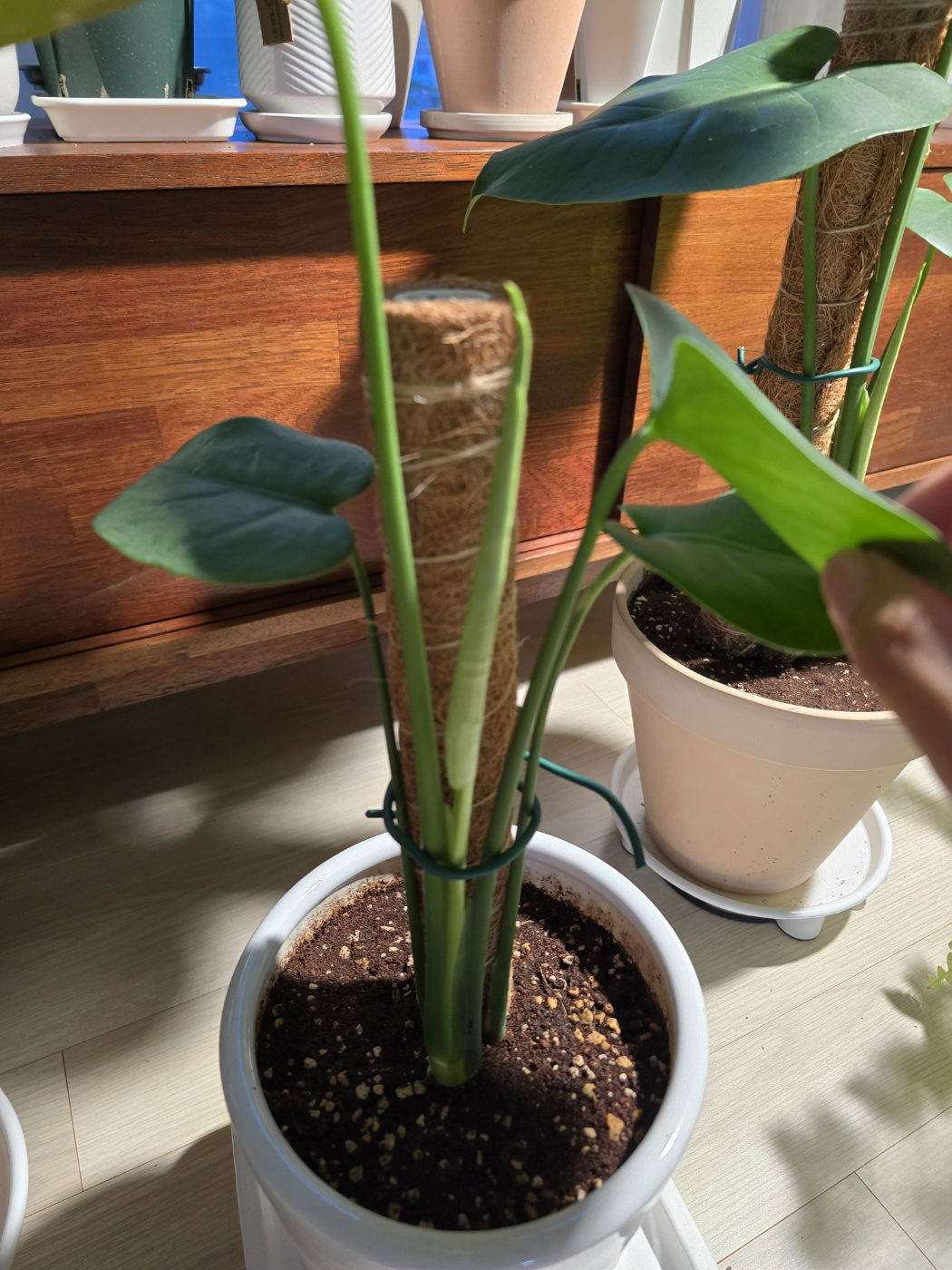 큰잎이 펼쳐질 준비중