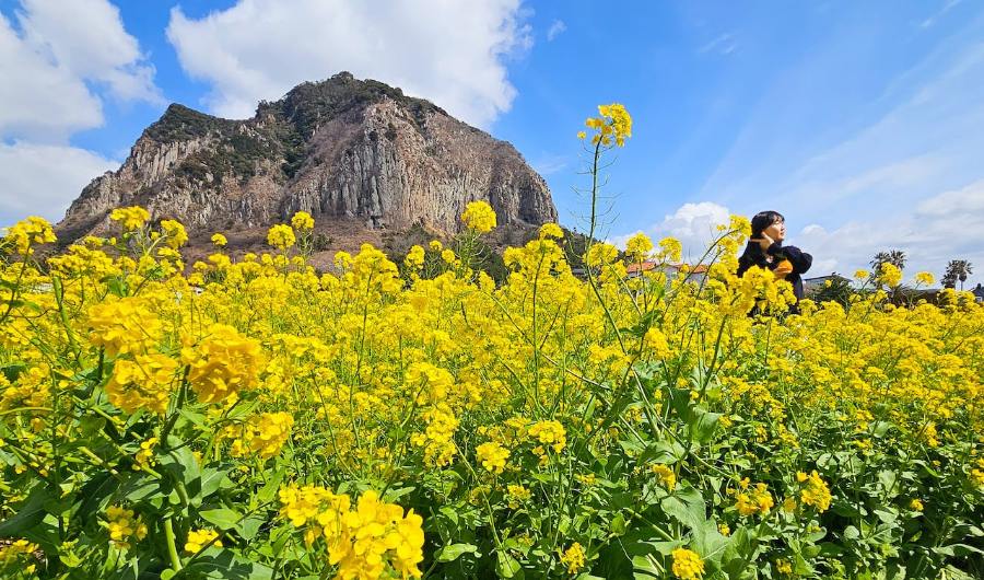 민생회복지원금 2026년 신청