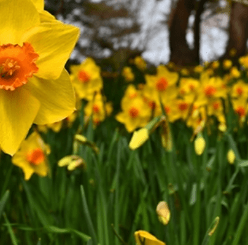 2024 태안 세계튤립꽃박람회 일정 이용 요금 총정리