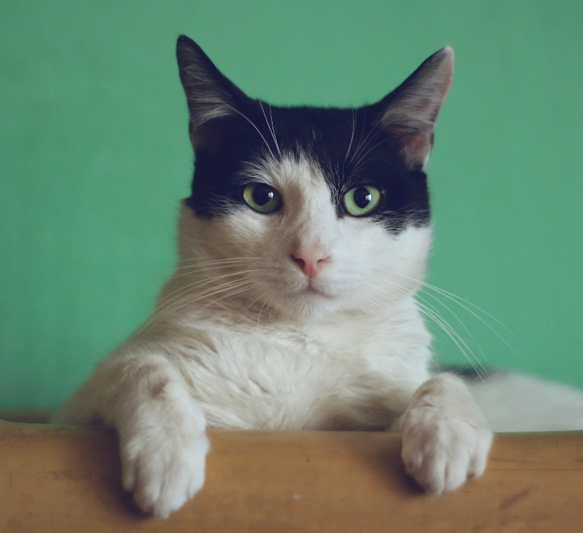 고양이 긁기 습관, 긍정적으로 바꾸는 법 가이드