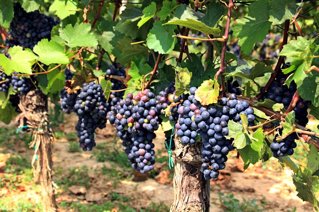 Grapes