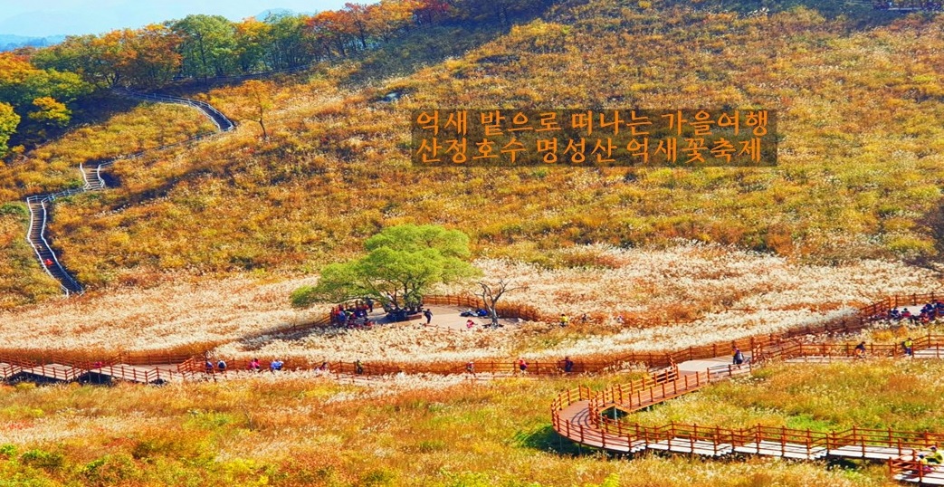 포천 산정호수 명성산 억새꽃축재