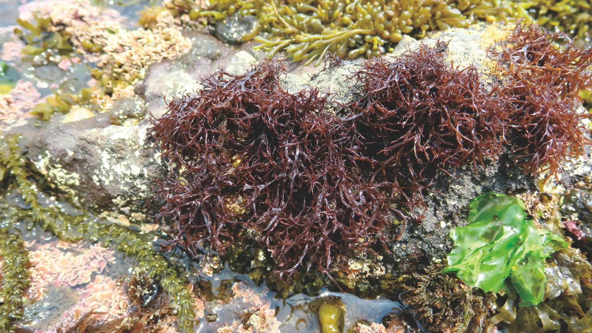 우뭇가사리 효능 부작용 먹는 법 궁합 좋은 음식 추천 정리_5