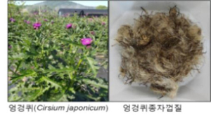 엉겅퀴 효능