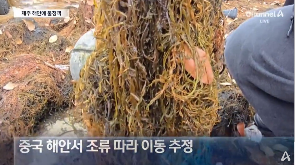 제주 해안의 괭생이모자반 문제