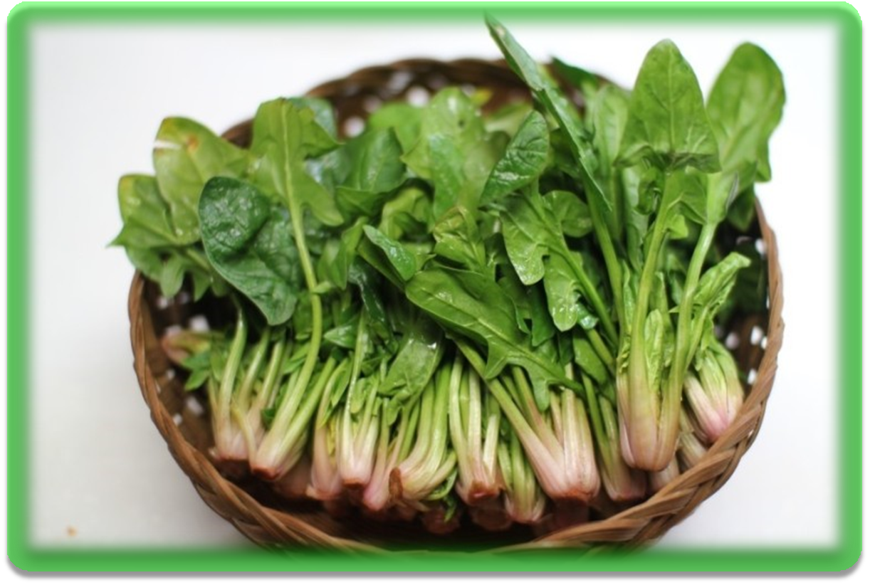 면역력에 좋은 시금치