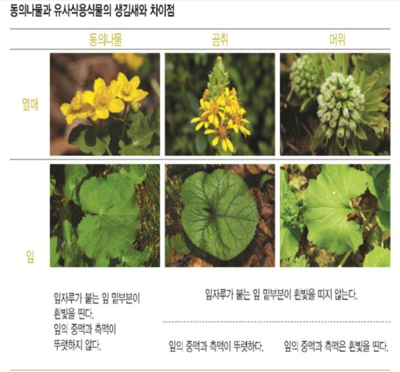 동의나물과 유사 식용식물 구별법. 국립수목원
 [출처:중앙일보] https://www.joongang.co.kr/article/25155145