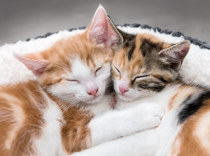 껴안고 자는 두 마리의 고양이