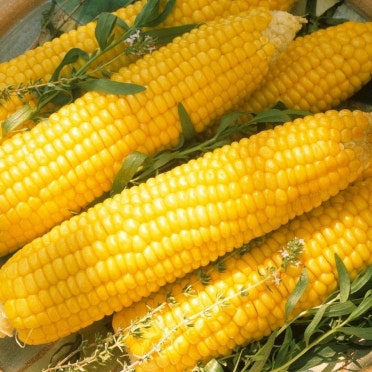 초당옥수수란? 유명 산지(의령, 밀양 등)