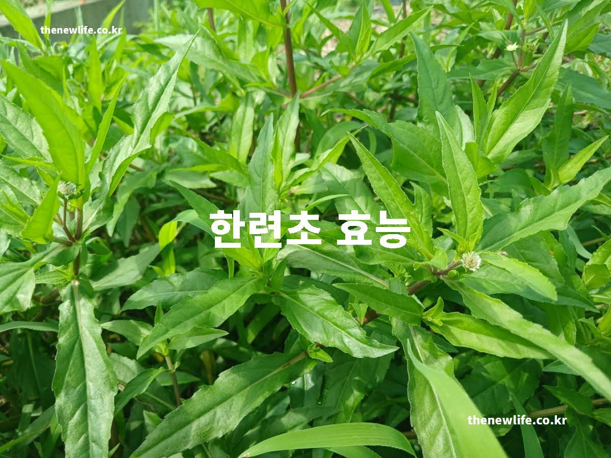 한련초 효능 대표 실사진