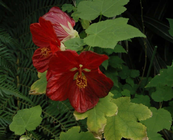 가을여행/가족여행지/추천/전북/대아수목원