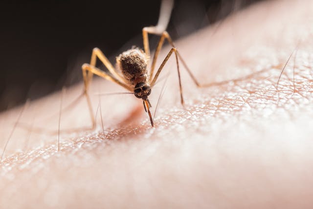 일본뇌염 접종대상, 접종시기, 접종방법, 지정 병원찾기, 백신 종류, 가격