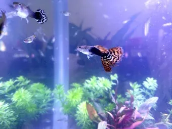 구피 키우기와 건강하게 번식시키는 팁_14