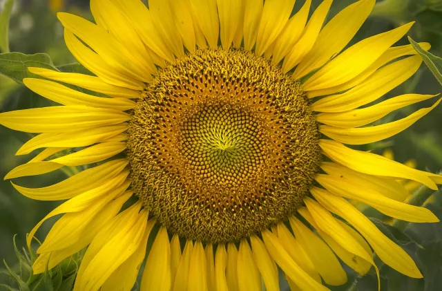 2025 태백해바라기축제