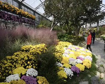 함평 국화축제_19