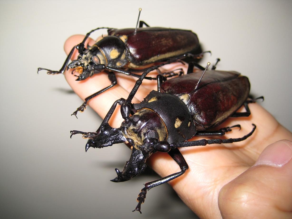 멸종위기 야생동물 장수하늘소|불법 채집 처벌 사례와 보호 정책