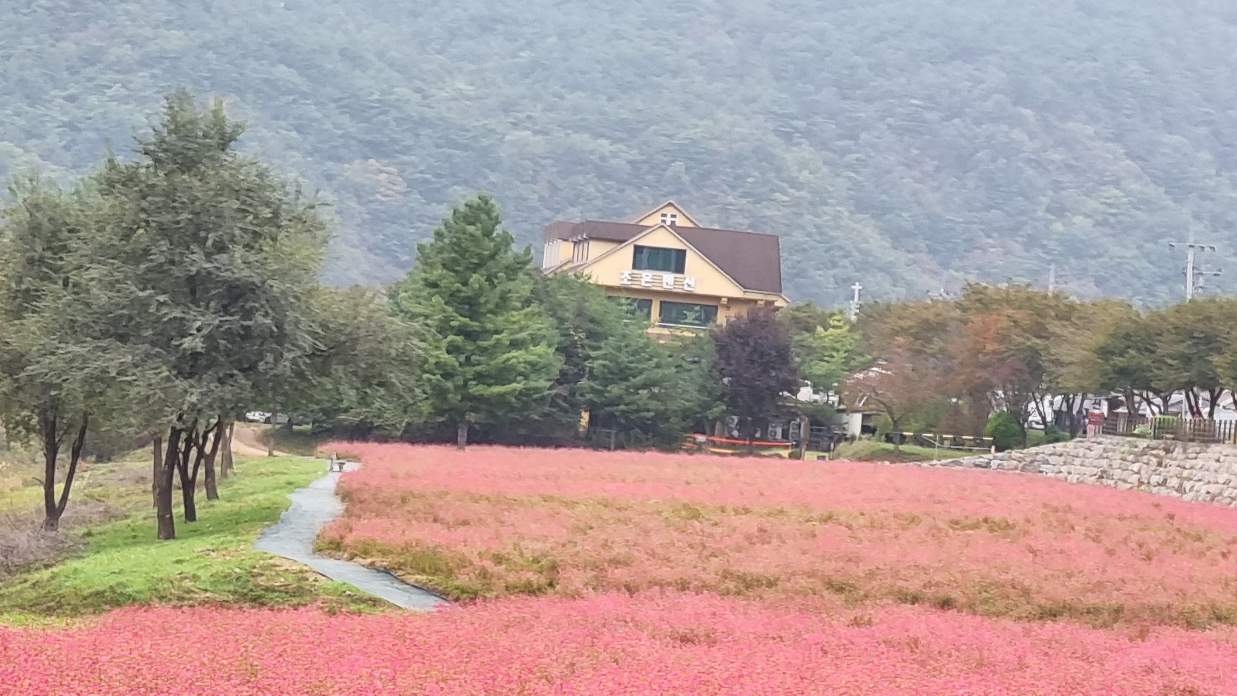 동강 붉은 메밀꽃 축제