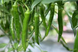 제 20회 밀양무안 맛나향 고추축제 기본일정과 특징 소개