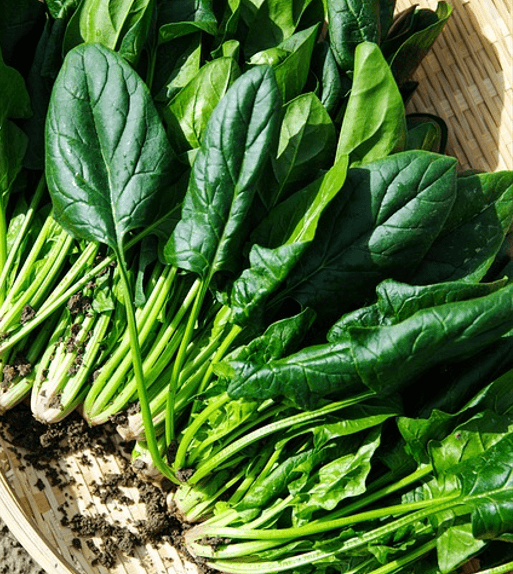 시금치-효능,데치는-이유,시간