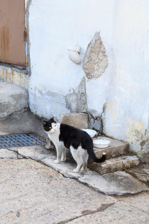길고양이 중성화(TNR), 왜 중요한가