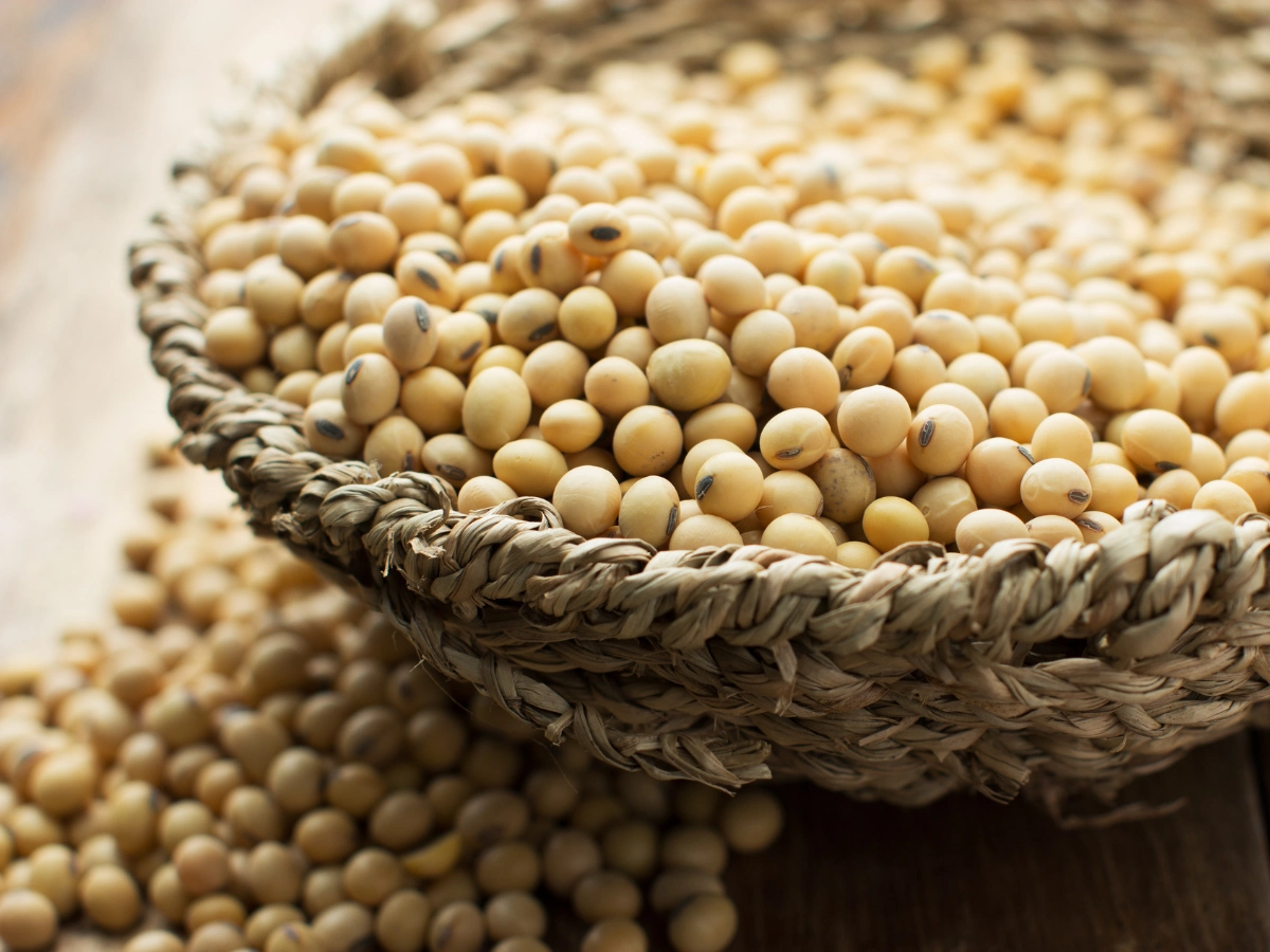 포스파티딜세린 음식 콩