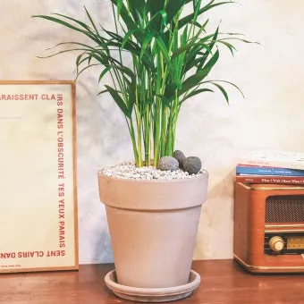 햇빛 부족 해결 식물등추천 설치위치 시간대 초보도 쉽게 적용_7