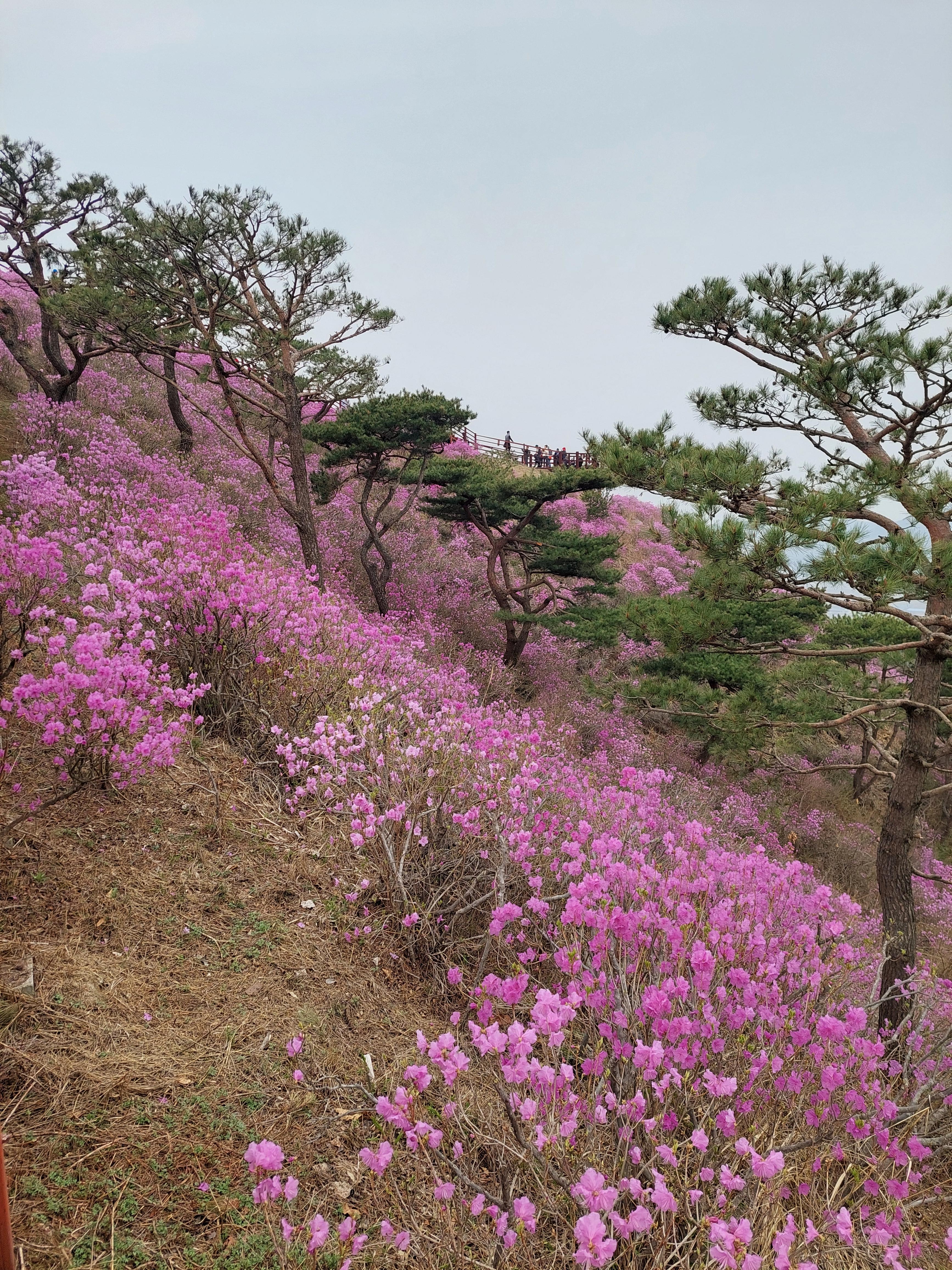강화 고려산 진달래 축제