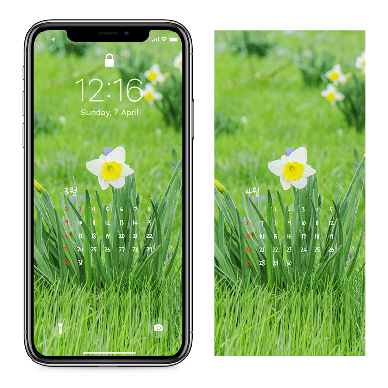 07 흰색 수선화 AB - 2025년3월 아이폰달력배경화면