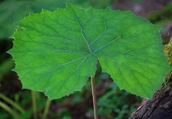 풀밭에 핀 머위로 커다란 초록색 머위잎이 활짝 펼쳐져 있다.
