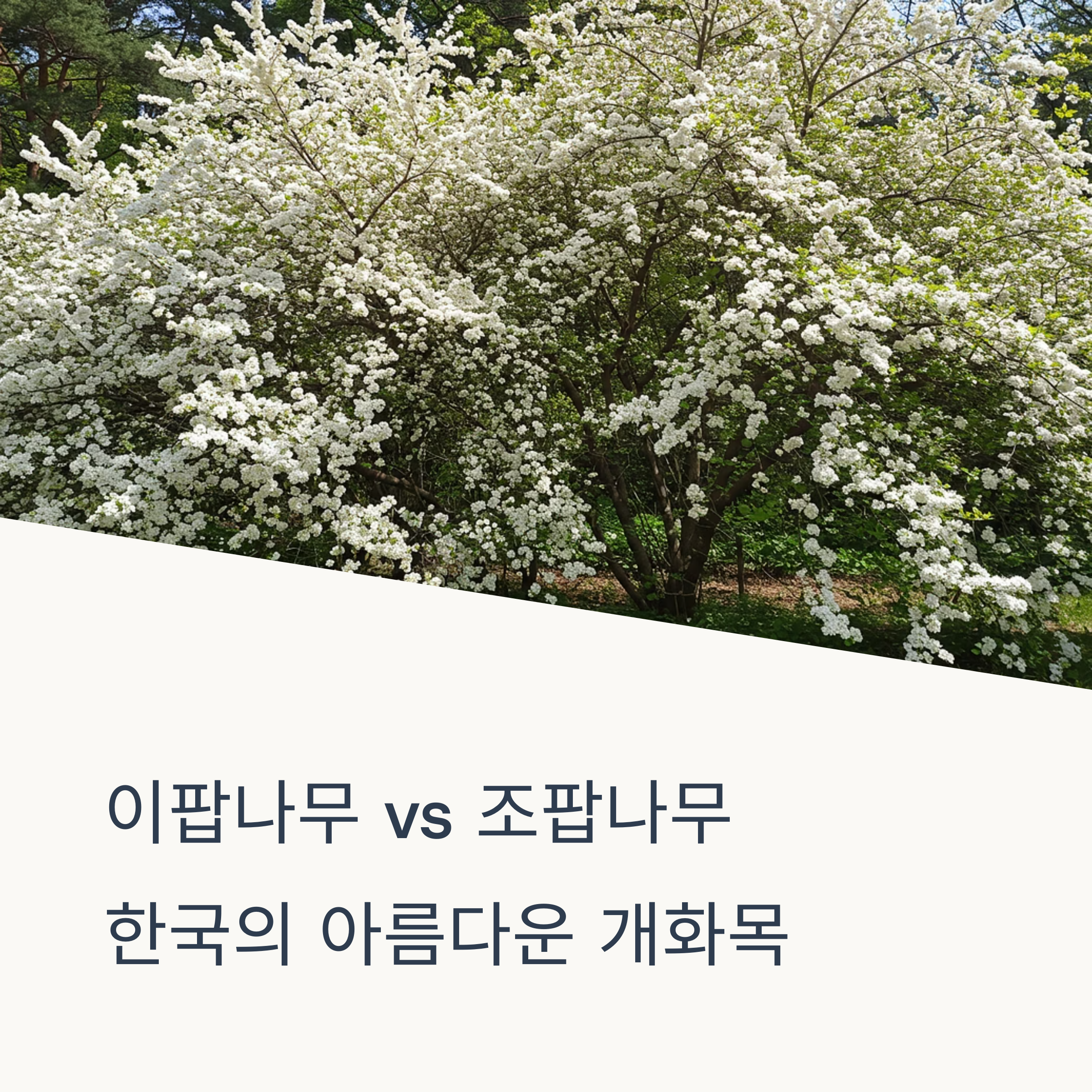 이팝나무 조팝나무 차이 개화 시기 특징 비교 비슷한 봄꽃, 다른 매력!
