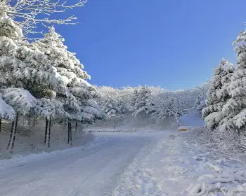 선자령 실시간 cctv&amp;#44; 날씨_11