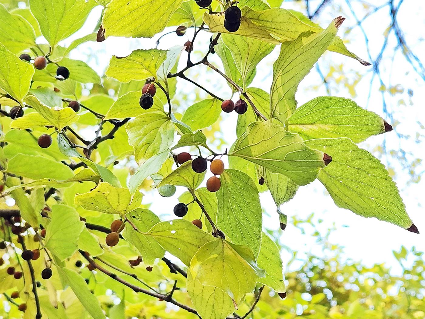 팽나무