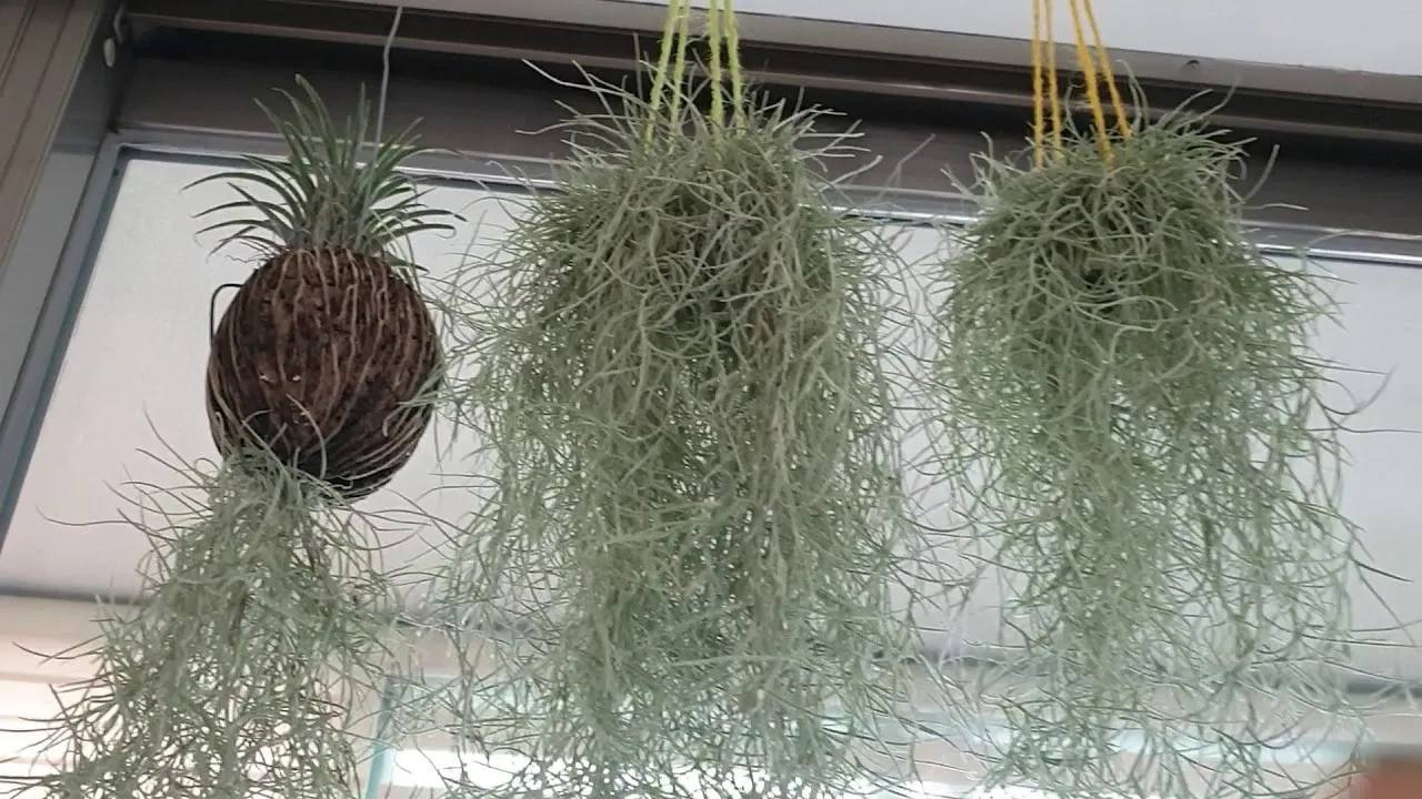 &amp;quot;수염틸란드시아