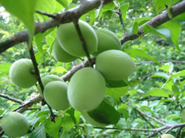 매실 액기스 효능