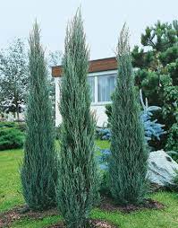 측백나무 종류와 가격