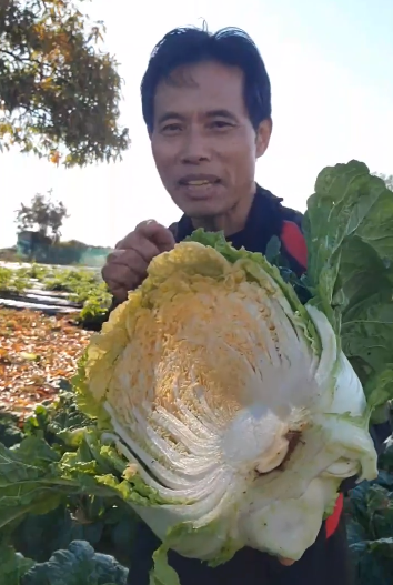 솔바위농장 배추 